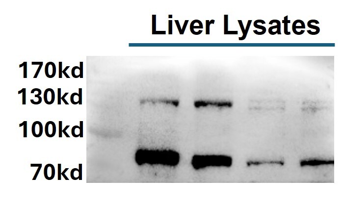 NBR1 Antibody - BSA Free NBP1-71703